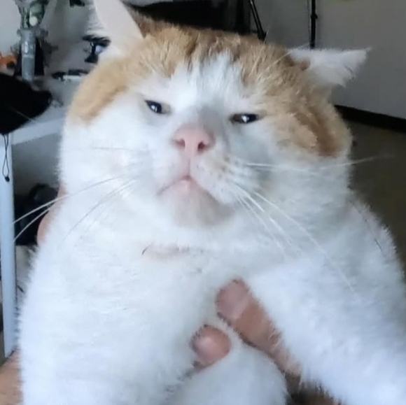 pinchecat